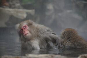 animal, monkey, baby japanese macaque eating leaves-3904233.jpg